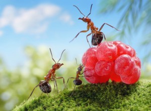 mravki