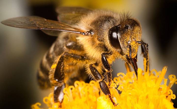 Британският ентомолог Джордж Макгавин: Съдбата на човечеството изцяло зависи от пчелите!