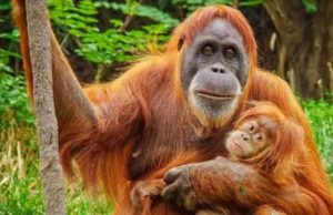 Самката орангутан е най-добрата майка в света на животните!