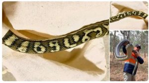 Уникален питон с реални числа върху кожата: какво крие тази мистериозна змия?